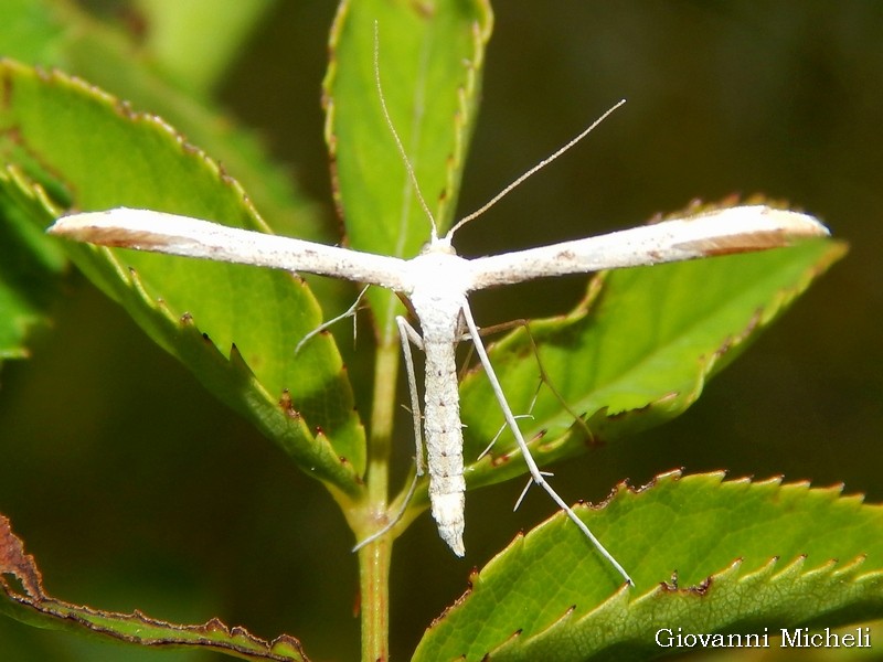 Pterophoridae da ID